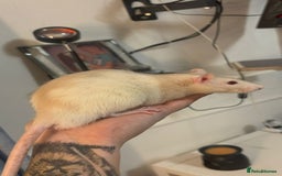 Rat rodents for sale: 3 male rats for free  - Image 5
