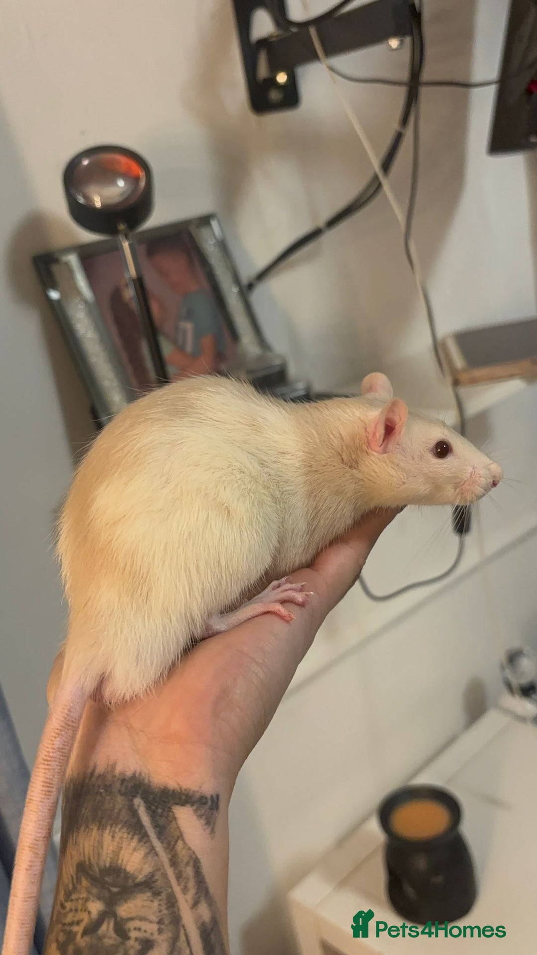 Rat rodents for sale: 3 male rats for free  - Image 5