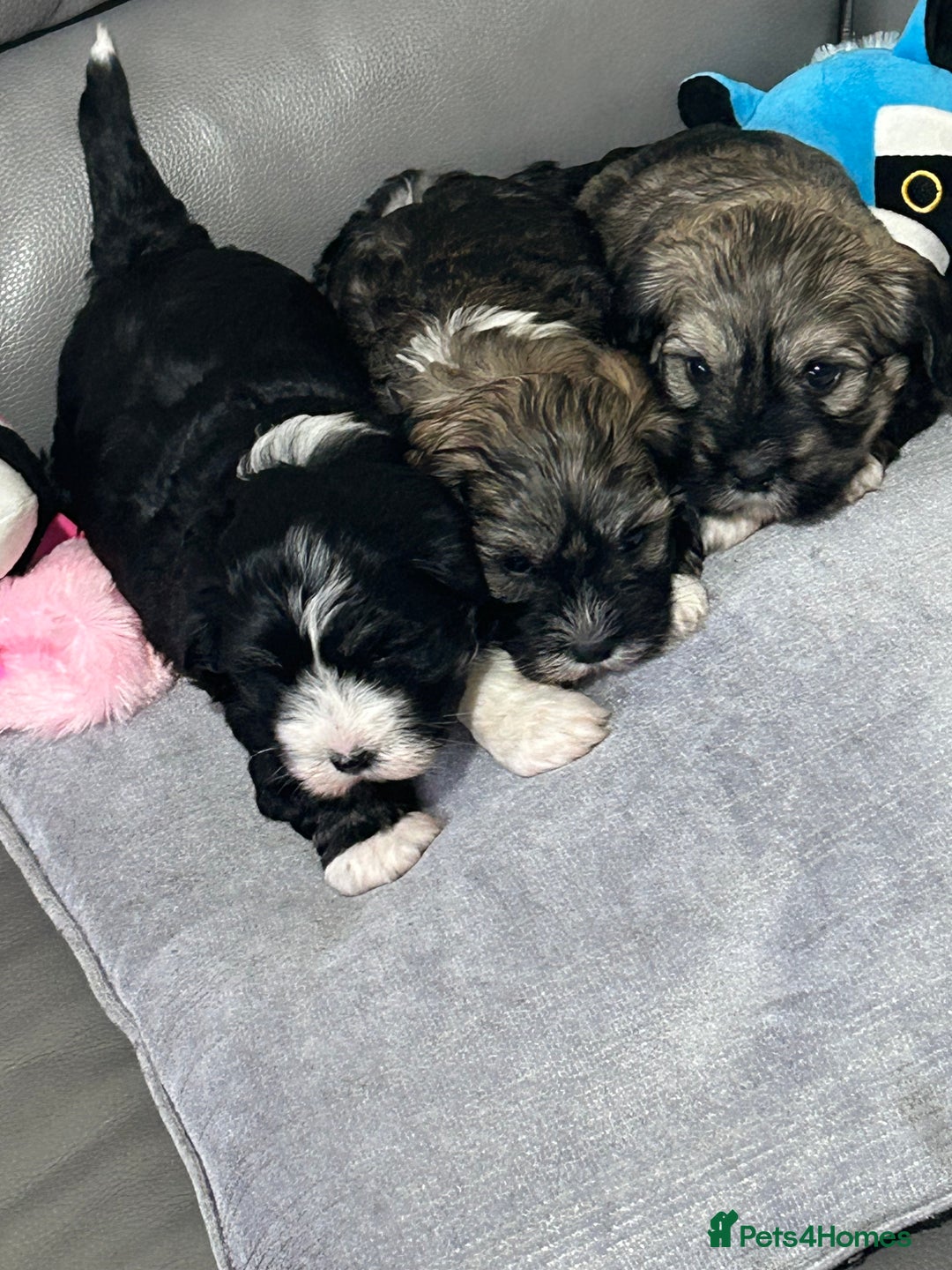 Havanese dogs for sale: KC Registered Havanese Puppies  - Advert 4