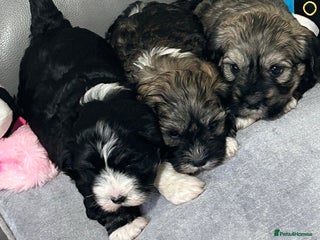 Havanese dogs KC Registered Havanese Puppies - Advert 6
