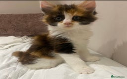 Maine Coon cats for sale: Maine Coon Kittens  - Advert 4