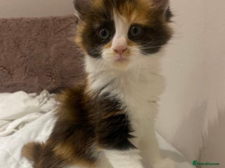 Maine Coon cats Maine Coon Kittens - Advert 1