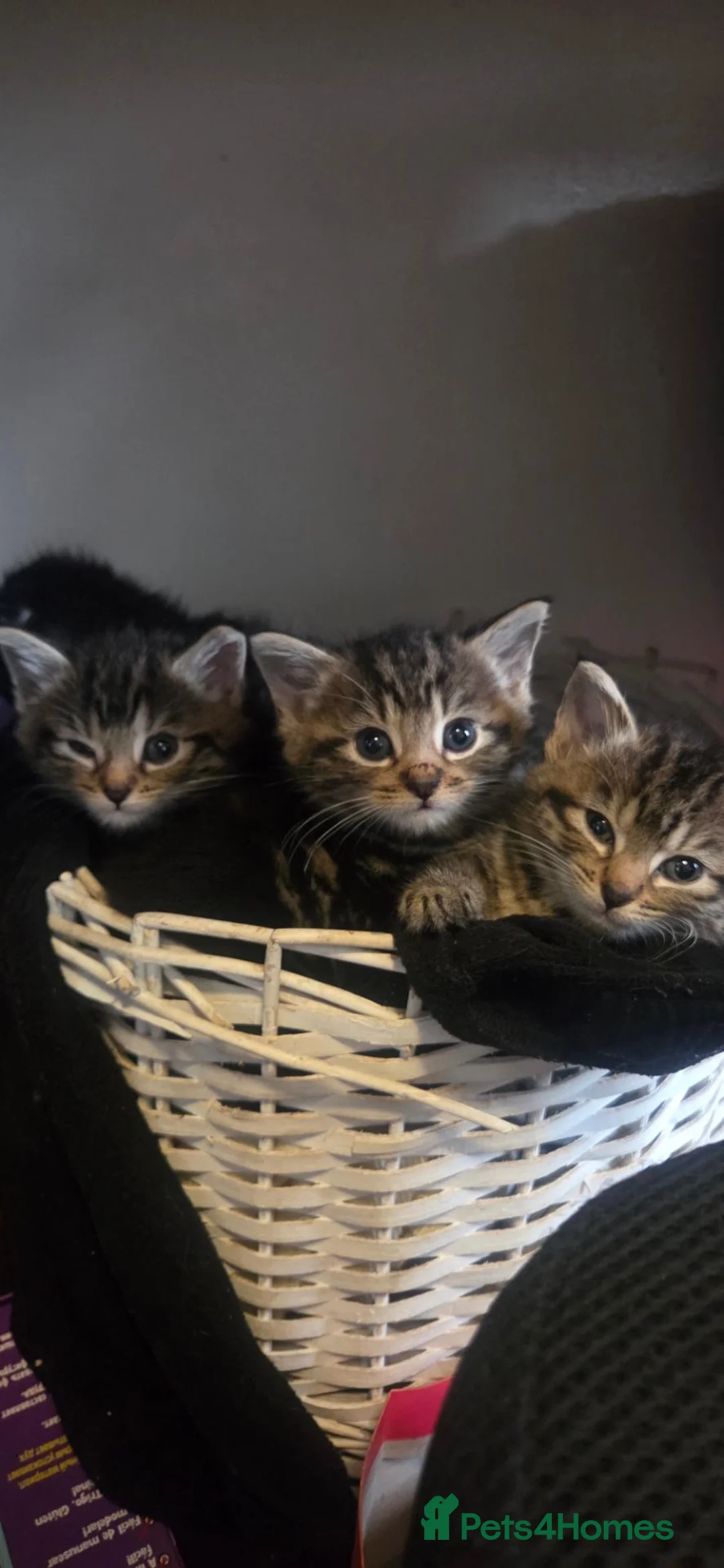 Mixed Breed cats for sale: Tabby kittens - Advert 2