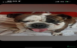 English Bulldog dogs for sale: English bulldog - Image 2