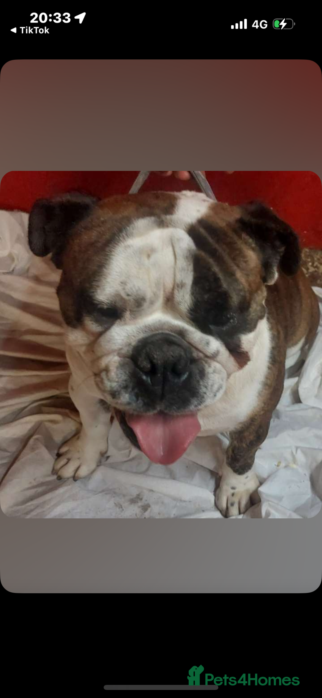 English Bulldog dogs for sale: English bulldog - Image 2