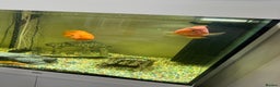 Other/Mixed Breed fish for sale: Jewel lido 200 fish tank and 7 fish - Advert 2