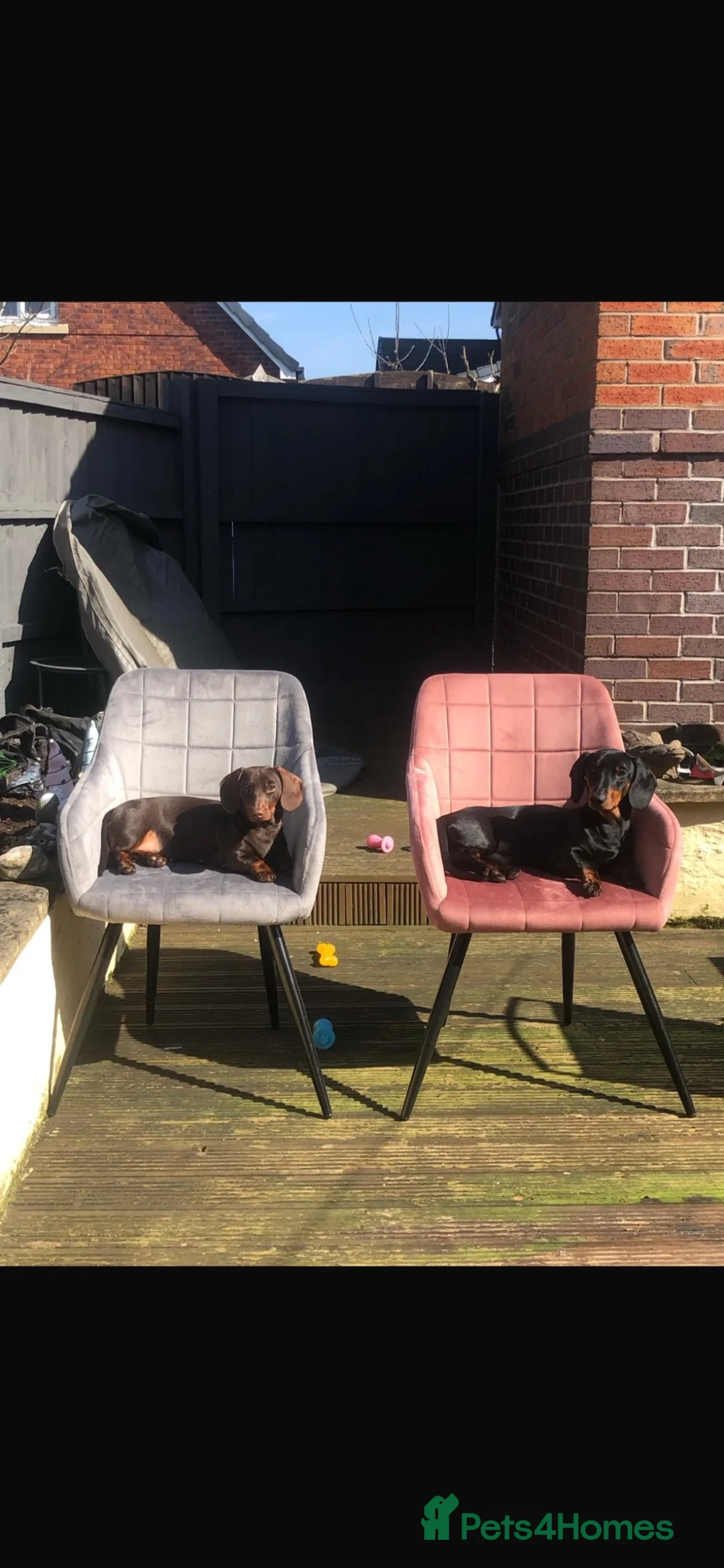 Dachshund dogs for sale: Mum and Dad Talulah and Theo Must go together  - Advert 2