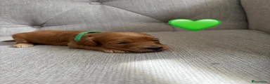 Cockapoo 3