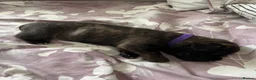 Mixed Breed dogs for sale: Staffordshire Sausage Puppies in Farnborough - Advert 6