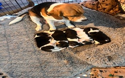 Beagle dogs for sale: Gorgeous beagles KC registered  - Image 1