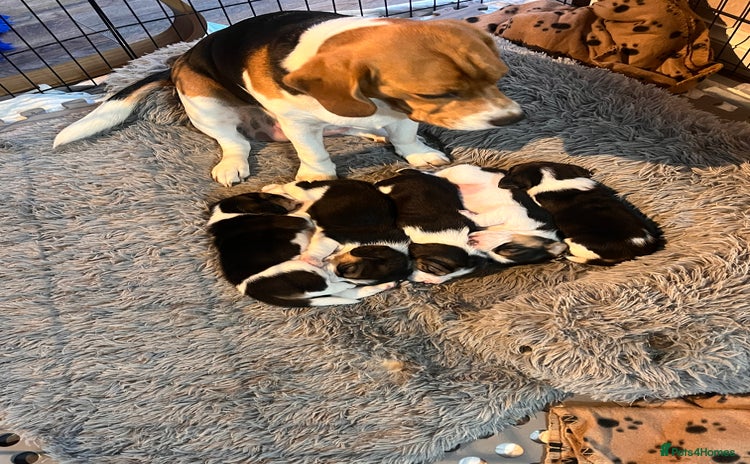 Beagle dogs - Advert 1