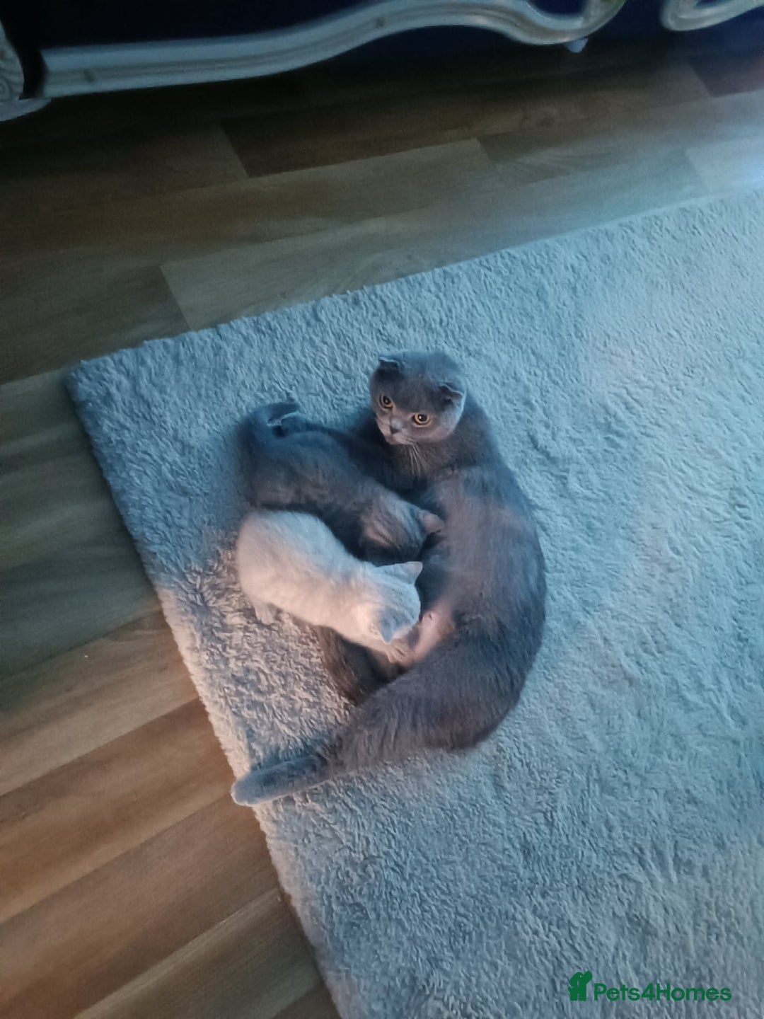 British Shorthair cats for sale: 🐾 4 Scottish Folds are looking loving homes ♥️💫 - Advert 16