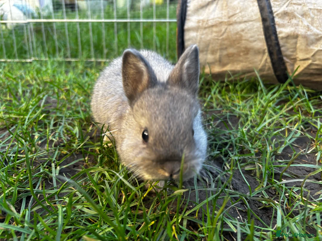 Netherland Dwarf rabbits for sale: Pure neverland dwarf rabbits  - Advert 2