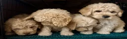 Cockapoo dogs for sale: Beautiful F2B Cockapoos  - Advert 4