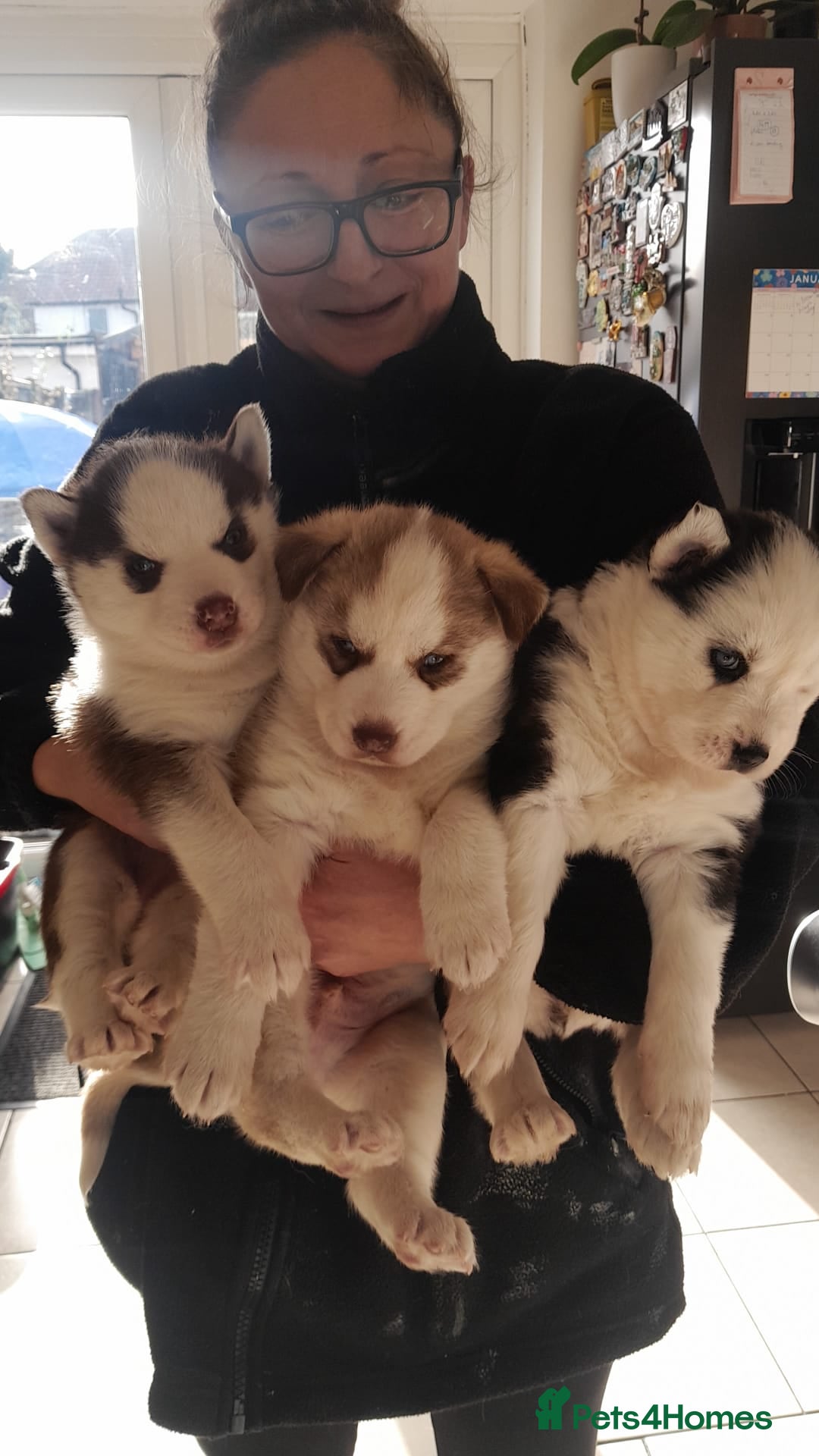 Siberian Husky dogs for sale: Adorable Siberian Husky puppies born December 14th - Advert 5