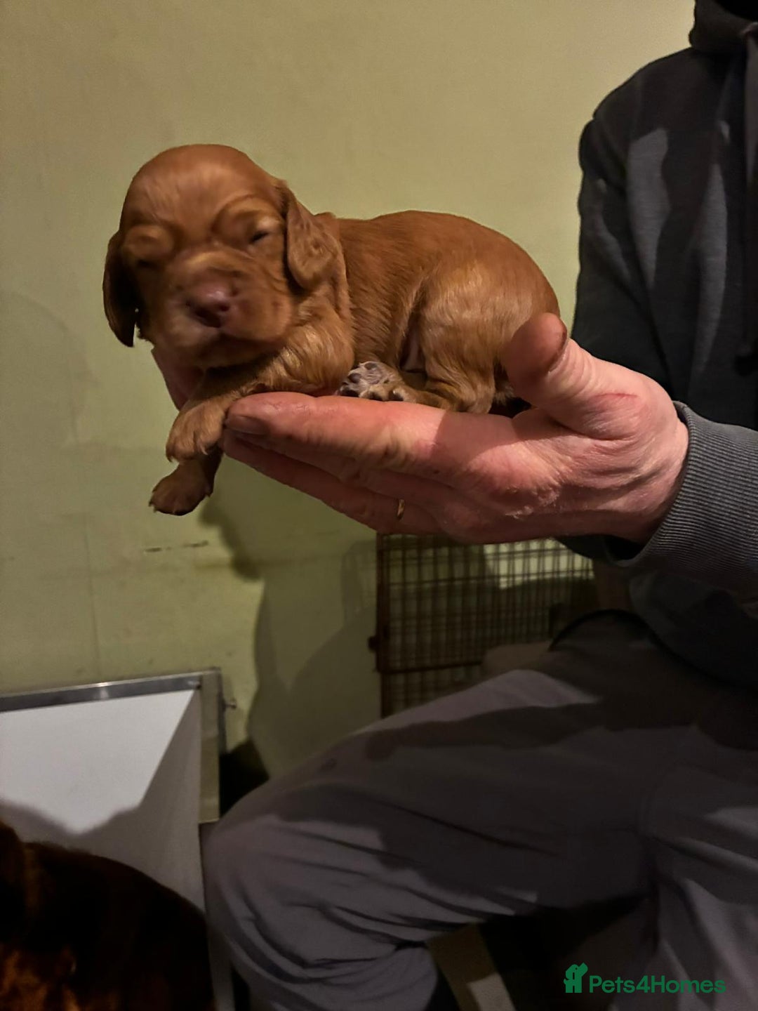 Cocker Spaniel dogs for sale: Gamekeeper bred Working Cocker Spaniels - Advert 5