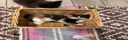 Turkish Angora cats for sale: Turkish Angora Playful Kittens - Advert 20