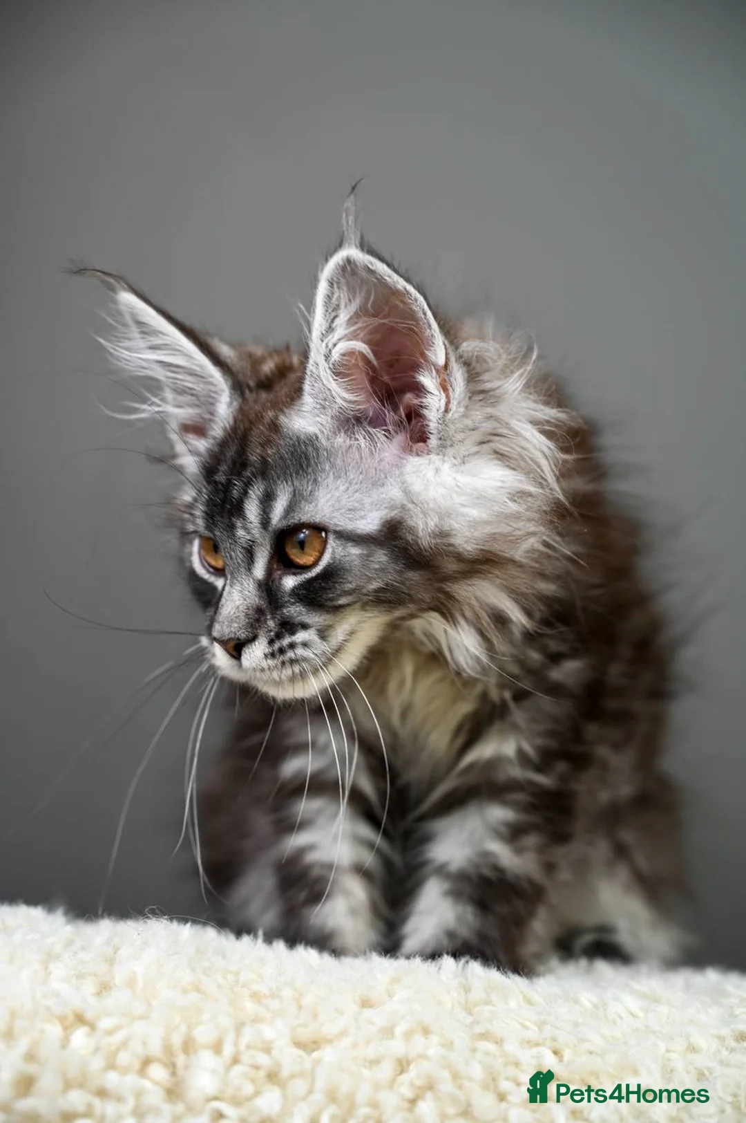 Maine Coon cats for sale: 3 Unique Kittens available - TICA registered  - Advert 4