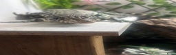 Lizard reptiles for sale: Black and white tegu for sale  - Advert 16
