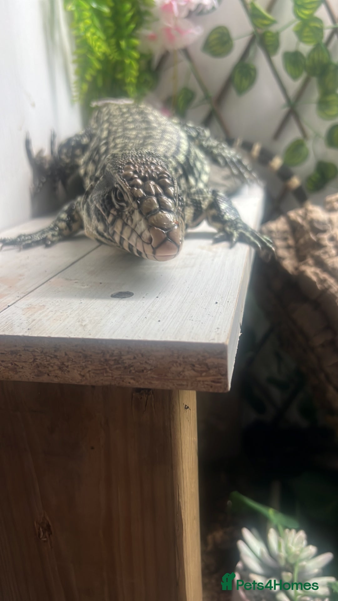 Lizard reptiles for sale: Black and white tegu for sale  - Advert 16