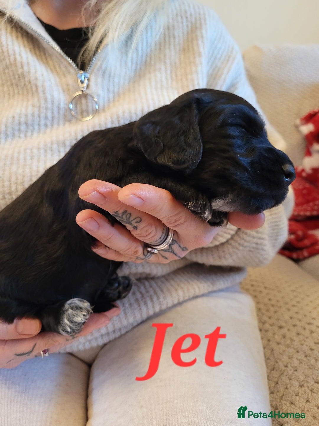 Cocker Spaniel dogs for sale: Gorgeous litter of cocker spaniels - Advert 22