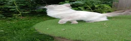 Ragdoll cats for sale: Beautiful Ragdoll male - Advert 10