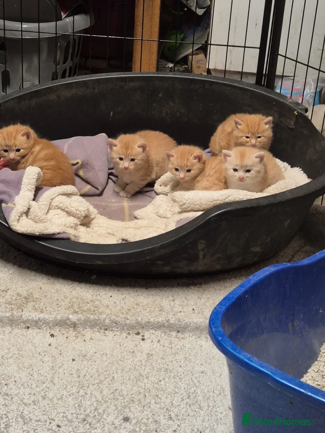 Mixed Breed cats for sale: Beautiful ginger kittens  in Bodorgan - Advert 2