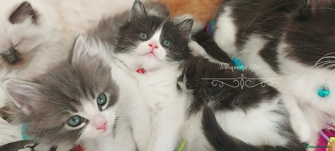 Ragdoll cats for sale: Beautiful cross Ragdoll/Persian😻😻😻 - Advert 39