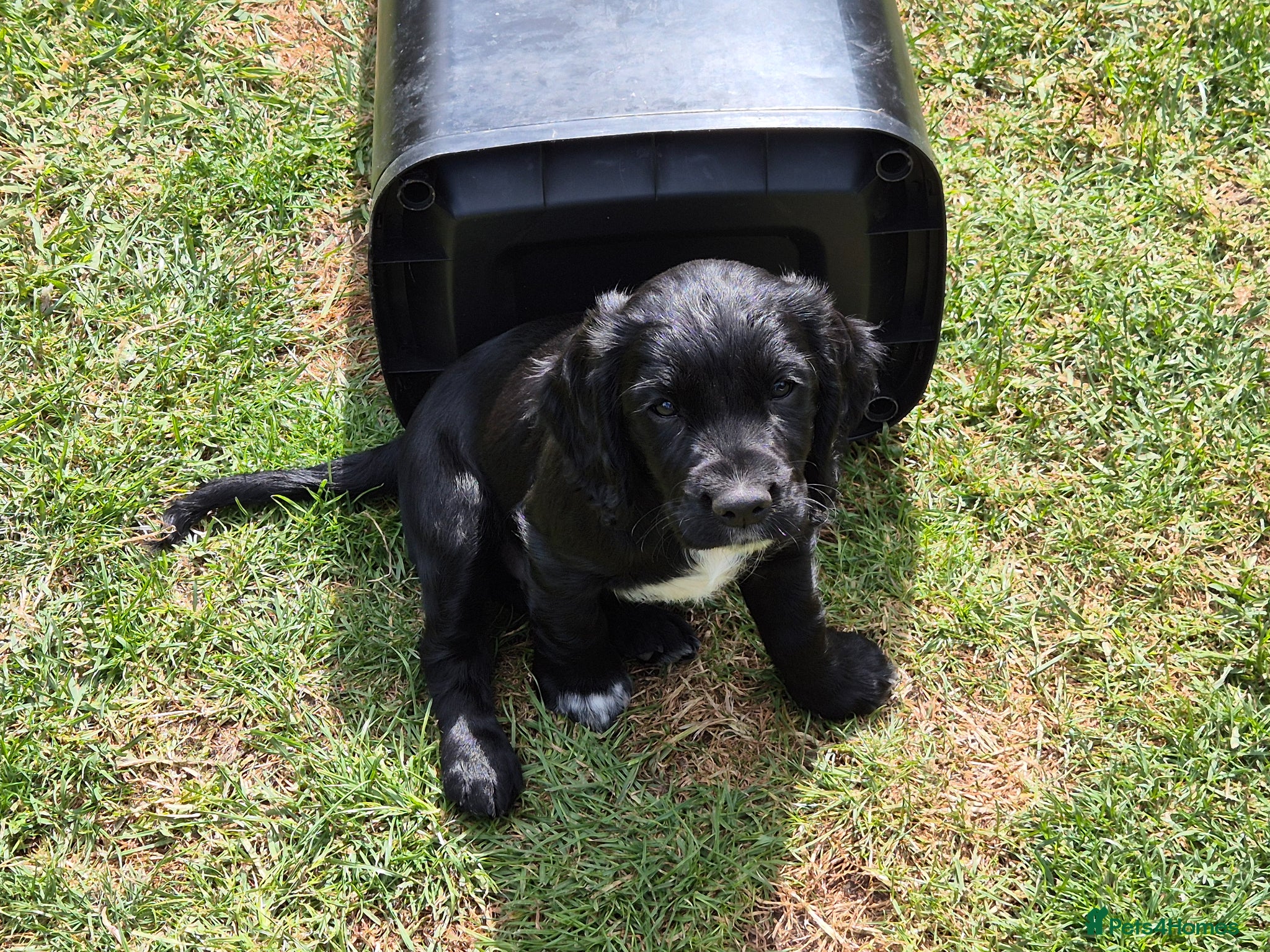 Cocker Spaniel dogs 1 beautiful black & white boy left kc registered  - Advert 1