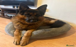 German Shepherd dogs for sale: Loving Home Wanted for Jack – German Shepherd 🐾 - Image 2
