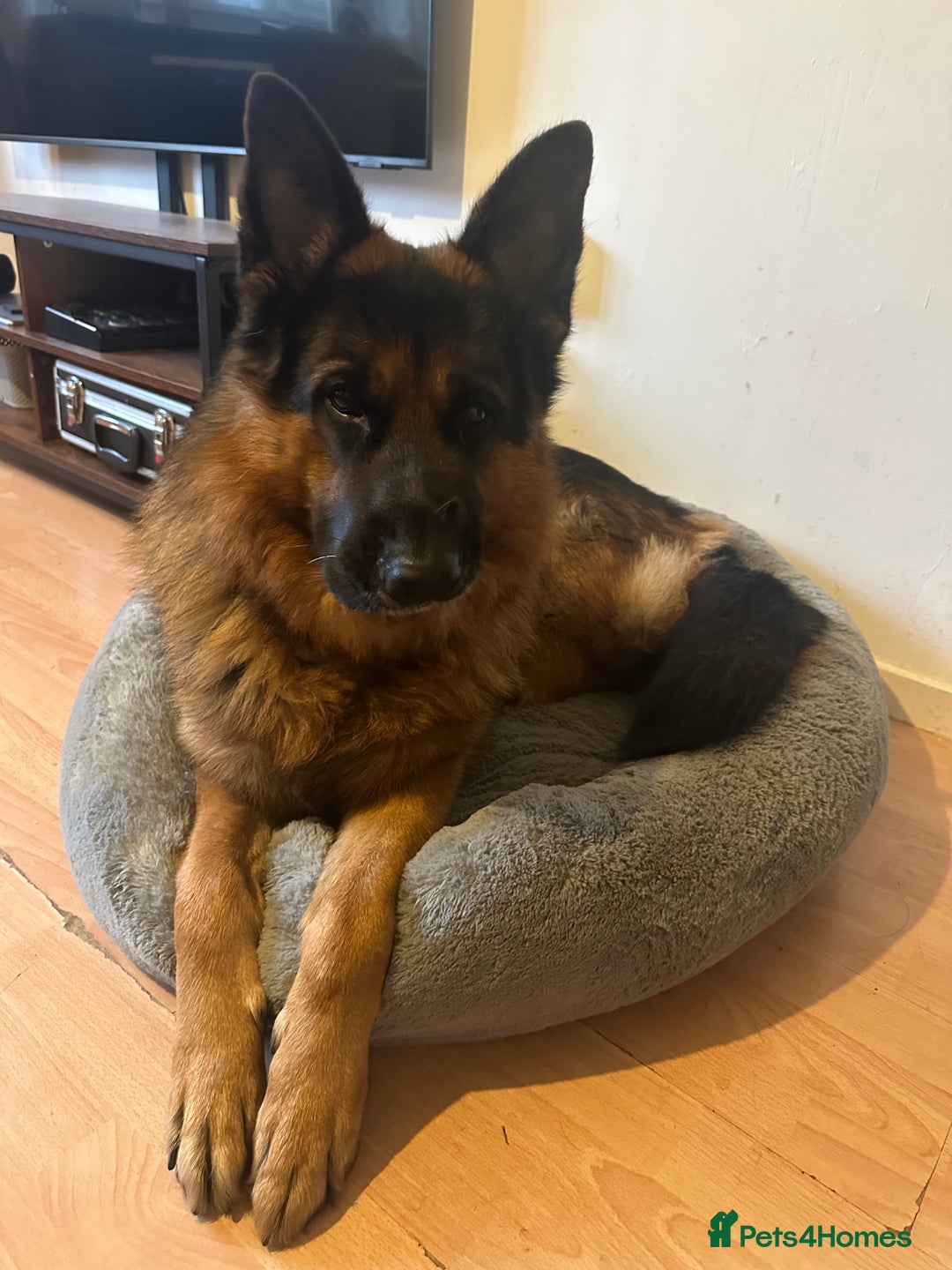 German Shepherd dogs for sale: Loving Home Wanted for Jack – German Shepherd 🐾 - Image 2