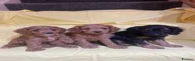 Cavapoo 4