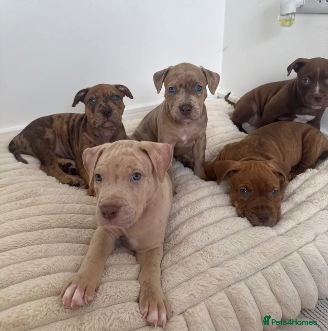 Mixed Breed dogs for sale: Ready now! staffy x cane corso x american bulldog - Advert 1