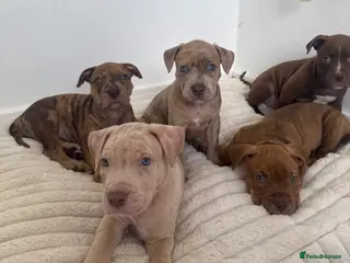 Mixed Breed dogs staffy x cane corso x american bulldog - Advert 4