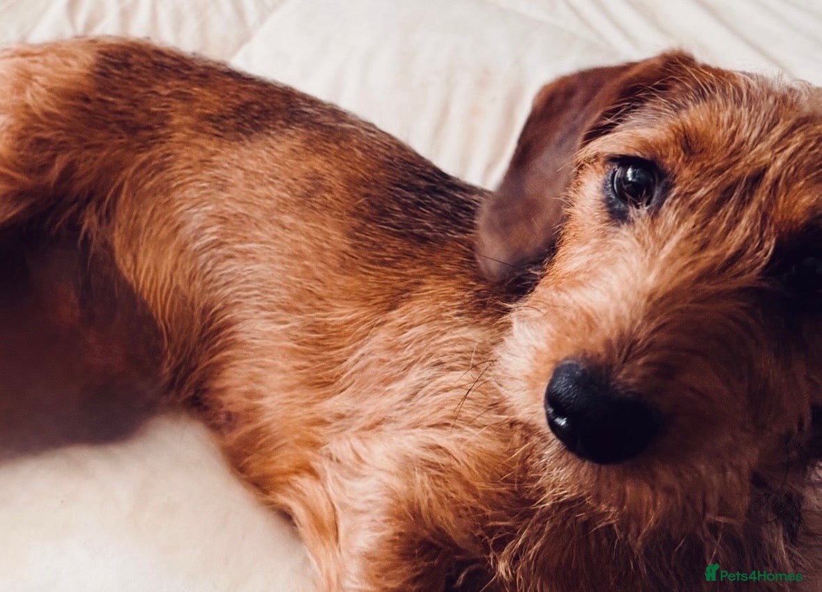 Mixed Breed dogs Rehoming for a fee my beautiful Lottie cookie  - Advert 3