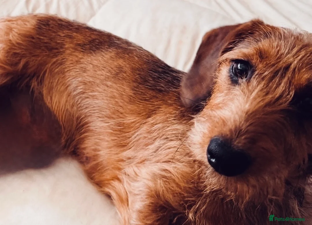 Mixed Breed dogs for sale: Rehoming for a fee my beautiful Lottie cookie  - Advert 1