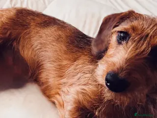 Mixed Breed dogs Rehoming for a fee my beautiful Lottie cookie - Advert 1