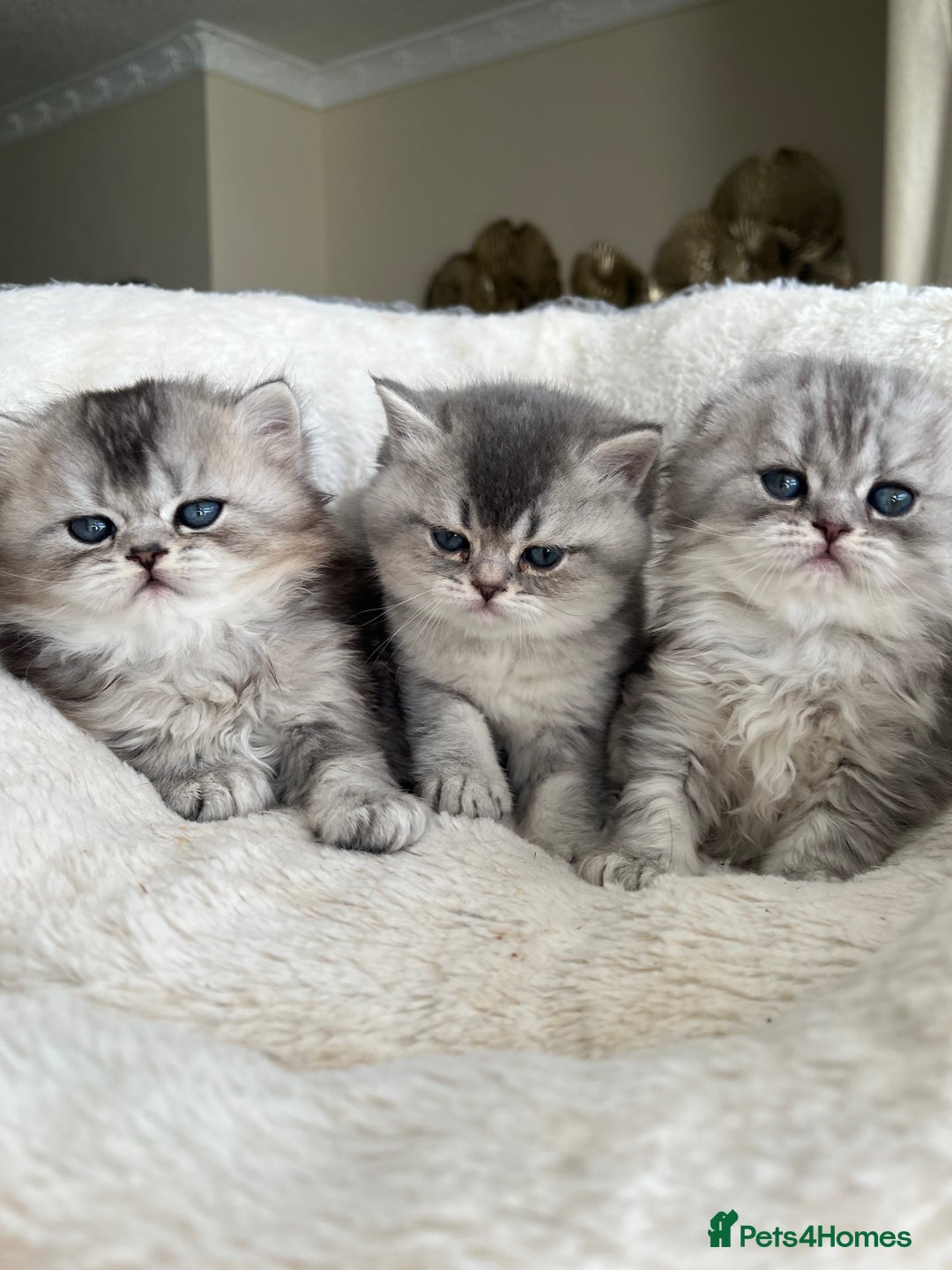 Scottish Fold cats for sale: Adorable Scottish Fold Kittens  - Advert 7