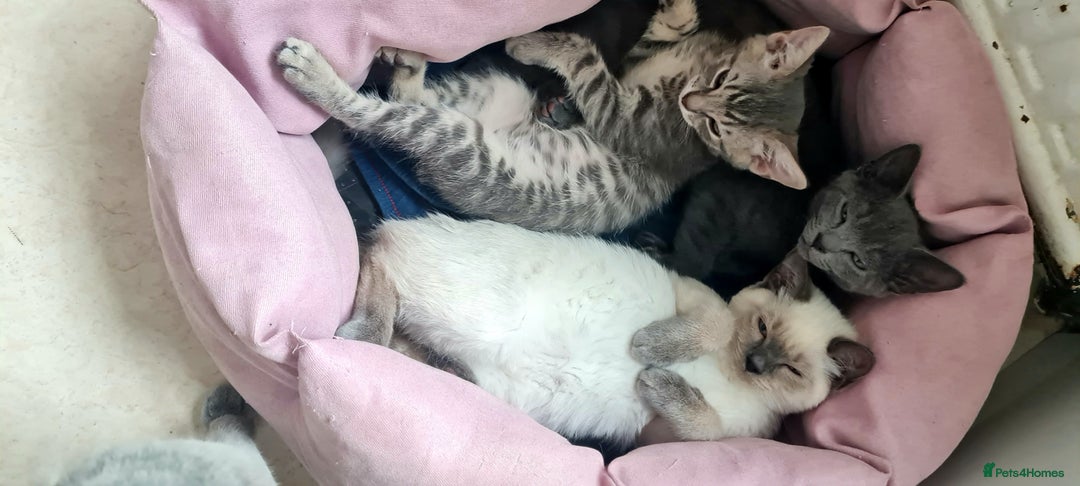 British Shorthair cats for sale: Beautiful Blue British, Lilac, Color point, Tabby  - Image 26