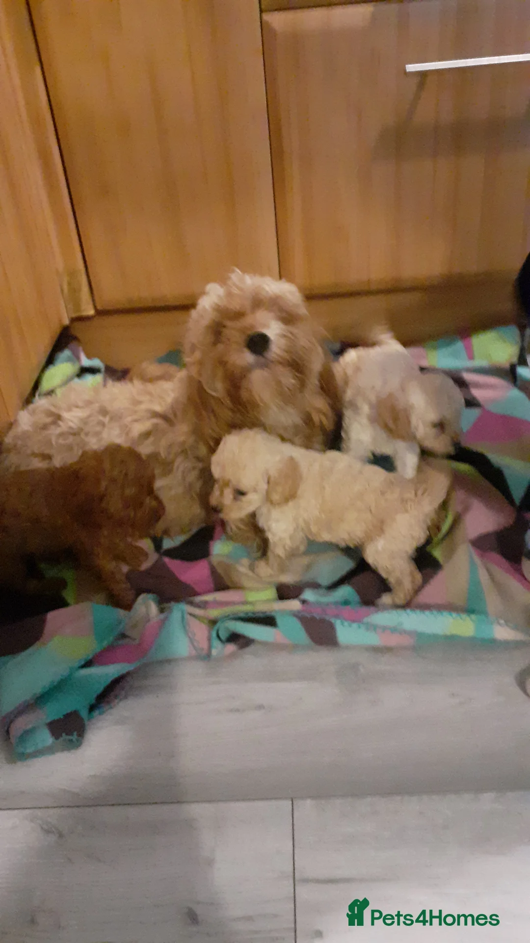 Cavapoo dogs for sale: Cavapoo pups for sale - Advert 16
