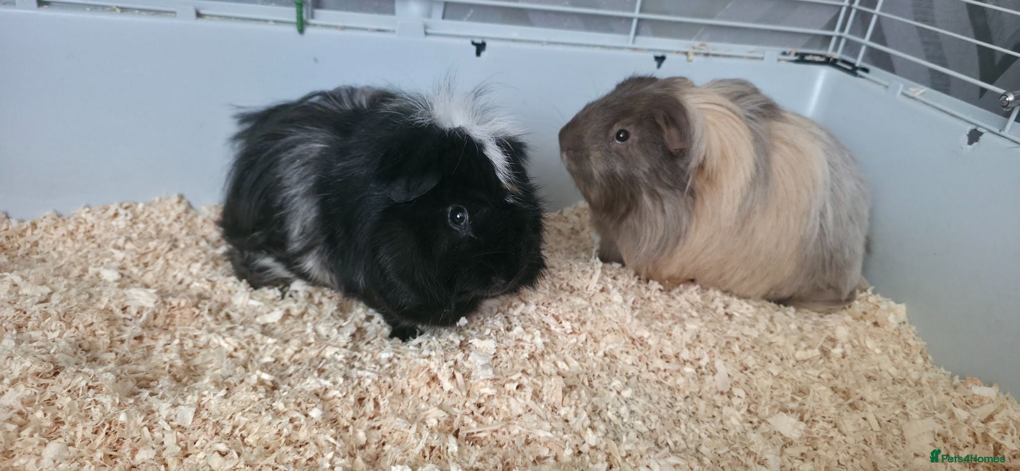 Guinea Pig rodents 2 stunning guinea pigs (with cage) - Advert 1