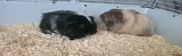 Guinea Pig rodents for sale: 2 stunning guinea pigs (with cage) - Advert 1