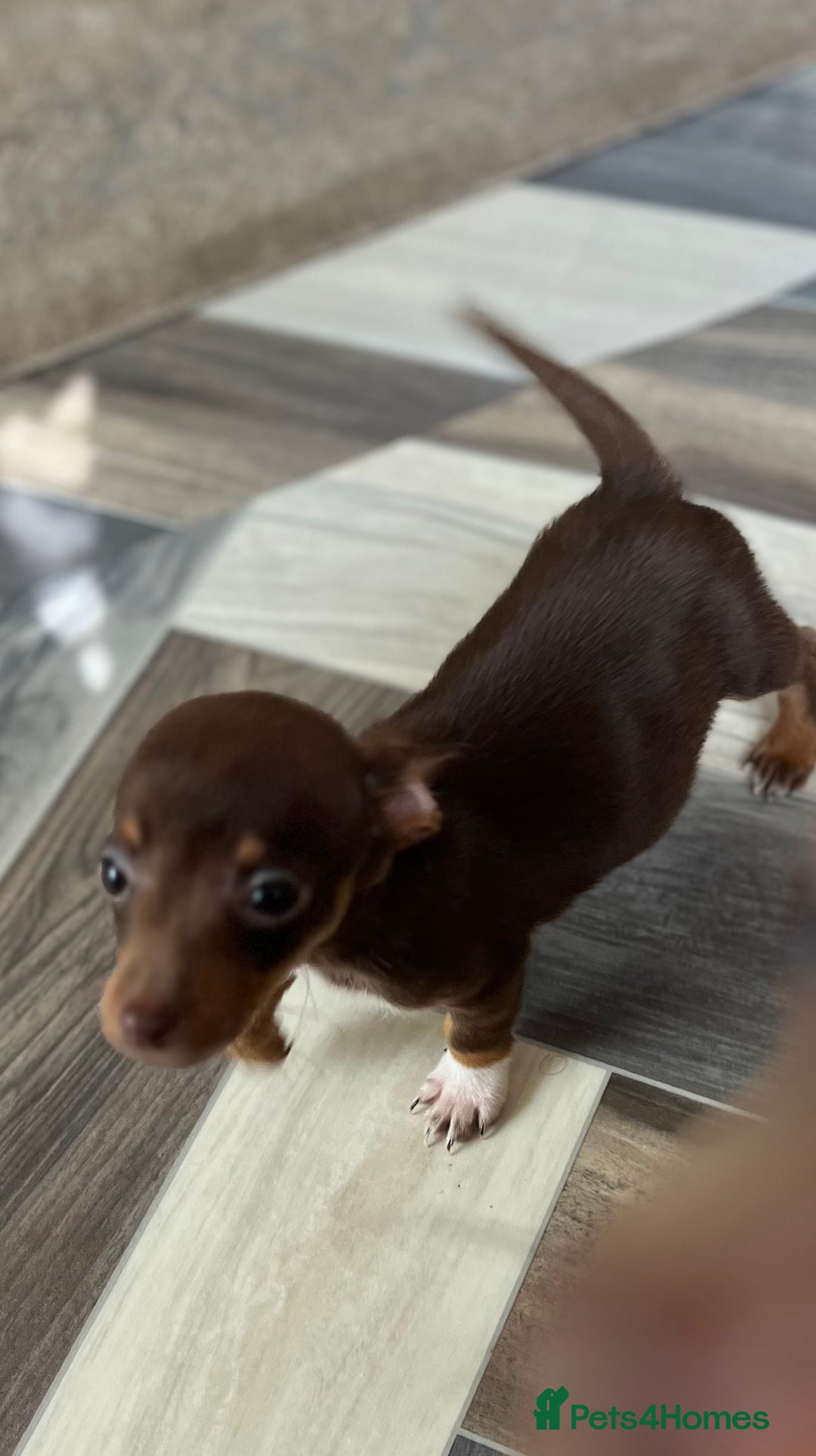 Mixed Breed dogs for sale: Adorable Dachshund x Pomchi Puppies - Image 27