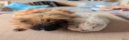 Guinea Pig rodents for sale: Texel and Alpaca boars looking for their 5*  home - Advert 7