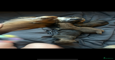 Mixed Breed dogs - Advert 1