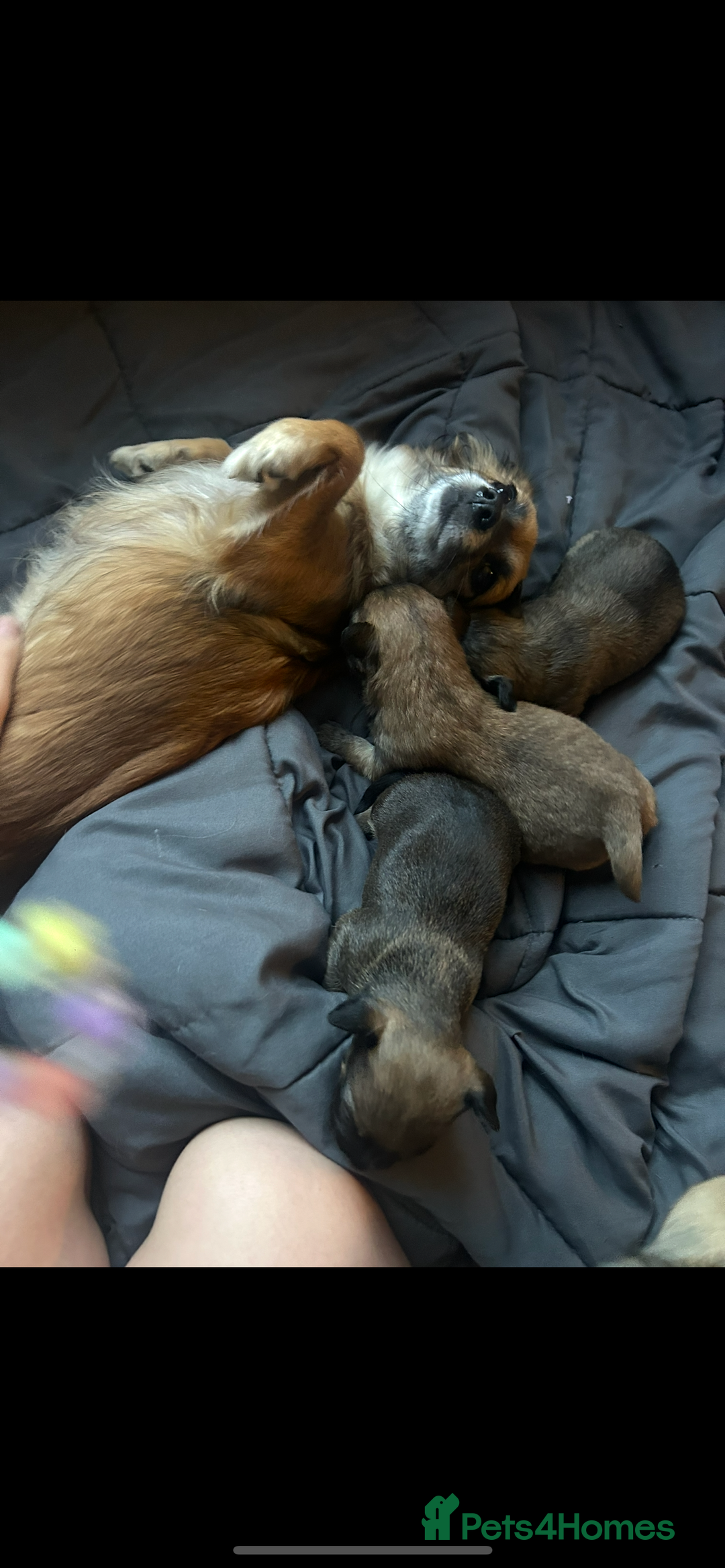 Mixed Breed dogs for sale: Three Pomeranian Chihuahua  - Image 2