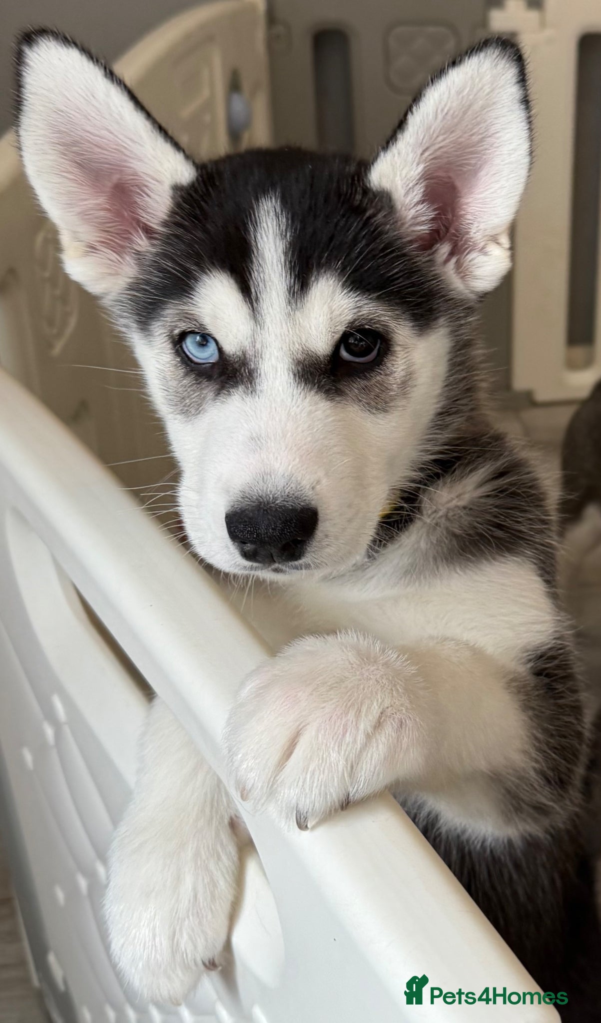 Siberian Husky dogs **Ready now** Stunning Siberian Husky puppies - Advert 2