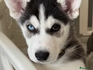 Siberian Husky dogs **Ready now** Stunning Siberian Husky puppies - Advert 2