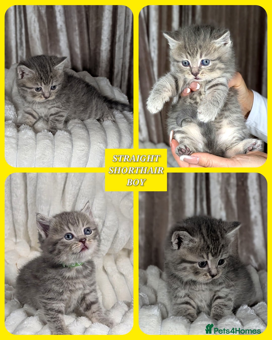 Scottish Fold cats for sale: 🐾TICA red ❣️SCOTTISH Fold•Straight - Advert 5