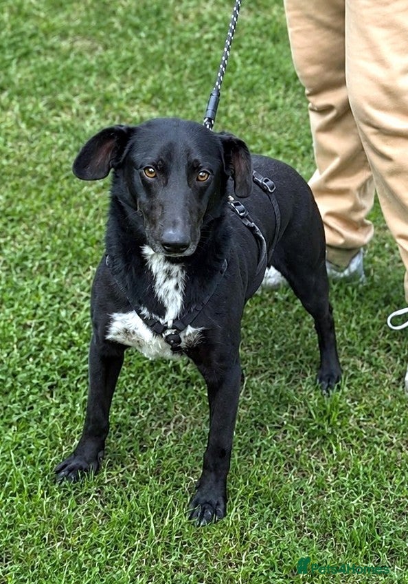 Mixed Breed dogs 🐾 MILO – A Small-Medium Gentle Soul ❤️ - Advert 17